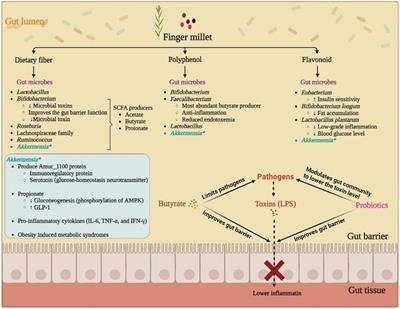 Anti-diabetic prospects of dietary bio-actives of millets and the significance of the gut microbiota: A case of finger millet